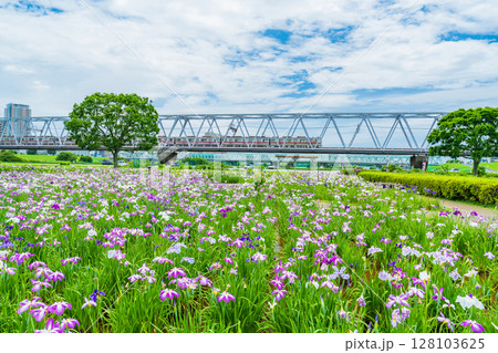 《東京都》小岩菖蒲園・ハナショウブと京成線 《東京都》小岩菖蒲園・ハナショウブと京成線 128103625