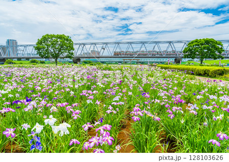 《東京都》小岩菖蒲園・ハナショウブと京成線 128103626