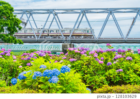 《東京都》小岩菖蒲園・あじさいと京成線 128103629