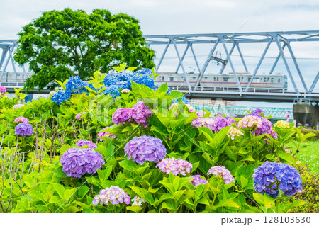 《東京都》小岩菖蒲園・あじさいと京成線 128103630