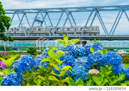 《東京都》小岩菖蒲園・あじさいと京成線 128103634