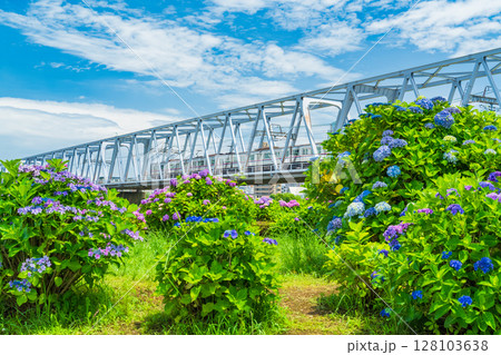 《東京都》小岩菖蒲園・あじさいと京成線 《東京都》小岩菖蒲園・あじさいと京成線 128103638