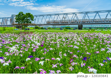 《東京都》小岩菖蒲園・ハナショウブと京成線 128103641