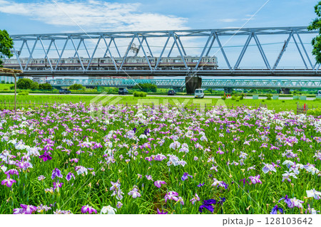 《東京都》小岩菖蒲園・ハナショウブと京成線 《東京都》小岩菖蒲園・ハナショウブと京成線 128103642