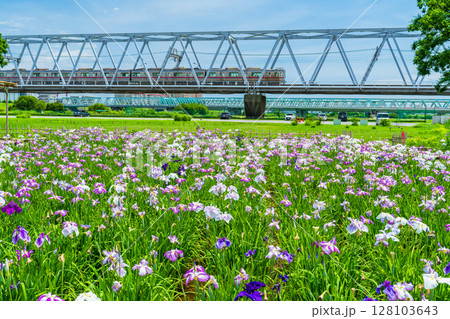 《東京都》小岩菖蒲園・ハナショウブと京成線 《東京都》小岩菖蒲園・ハナショウブと京成線 128103643