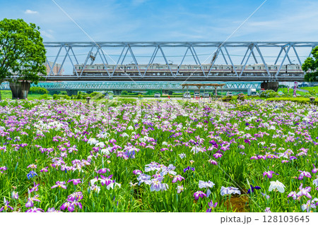 《東京都》小岩菖蒲園・ハナショウブと京成線 《東京都》小岩菖蒲園・ハナショウブと京成線 128103645