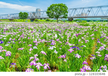 《東京都》小岩菖蒲園・ハナショウブと京成線 《東京都》小岩菖蒲園・ハナショウブと京成線 128103646