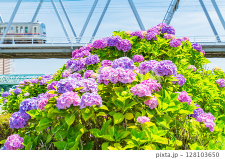 《東京都》小岩菖蒲園・あじさいと京成線 《東京都》小岩菖蒲園・あじさいと京成線 128103650