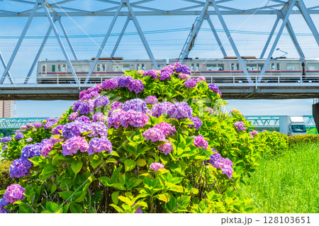 《東京都》小岩菖蒲園・あじさいと京成線 128103651