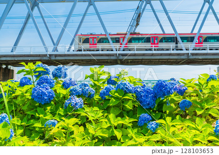 《東京都》小岩菖蒲園・あじさいと京成線 《東京都》小岩菖蒲園・あじさいと京成線 128103653