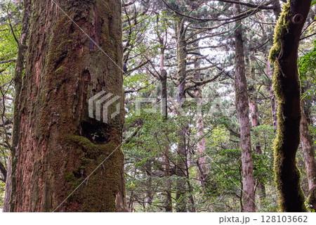 屋久島国立公園ヤクスギランド 屋久杉の森(春 屋久島国立公園ヤクスギランド 屋久杉の森(春 128103662