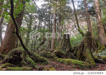 屋久島国立公園ヤクスギランド　屋久杉の森(春 128103664