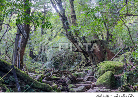 屋久島白谷雲水峡　苔が日本一きれいな森(秋 128103720