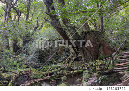 屋久島白谷雲水峡　苔が日本一きれいな森(秋 128103721