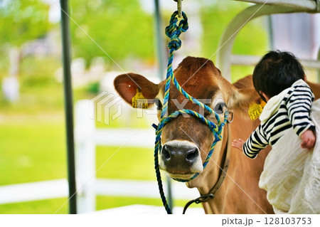 牛に触れあう赤ちゃん 128103753