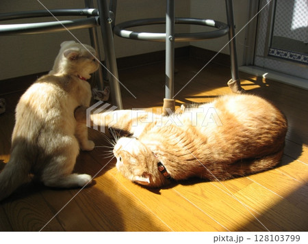 寄り添う猫たち 寄り添う猫たち 128103799