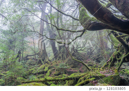 屋久島国立公園白谷雲水峡　霧が漂う森(秋 128103805
