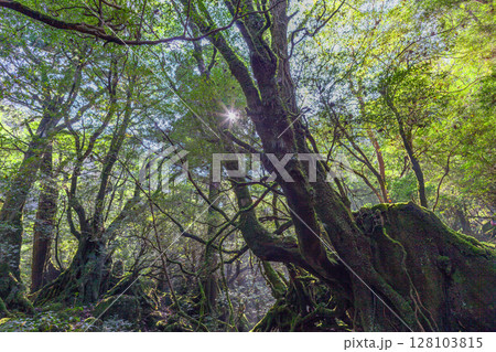 屋久島国立公園白谷雲水峡　木漏れ日の森(秋 128103815