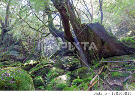屋久島国立公園白谷雲水峡 木漏れ日の森(秋 屋久島国立公園白谷雲水峡 木漏れ日の森(秋 128103816
