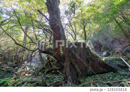 屋久島国立公園白谷雲水峡 木漏れ日の森(秋 屋久島国立公園白谷雲水峡 木漏れ日の森(秋 128103818