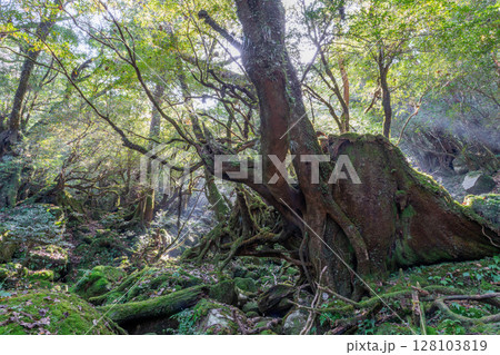 屋久島国立公園白谷雲水峡 木漏れ日の森(秋 屋久島国立公園白谷雲水峡 木漏れ日の森(秋 128103819