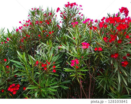 7月の赤花 128103841