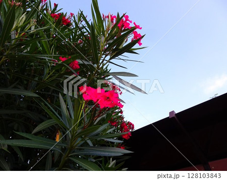 7月の赤花 128103843