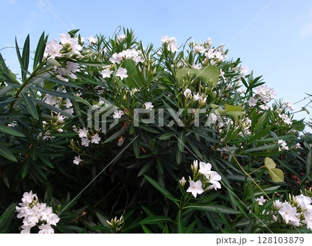 7月白花 128103879