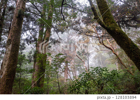 屋久島ヤクスギランド 神が宿る静寂の森(秋 屋久島ヤクスギランド 神が宿る静寂の森(秋 128103894