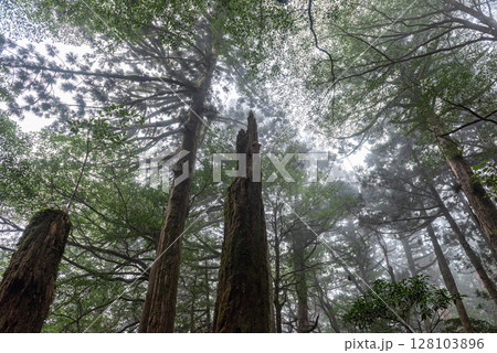 屋久島ヤクスギランド 神が宿る静寂の森(秋 屋久島ヤクスギランド 神が宿る静寂の森(秋 128103896