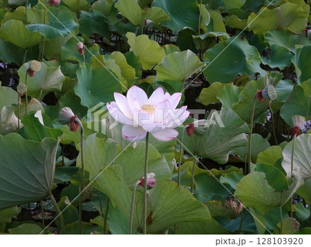 7月の蓮 128103920