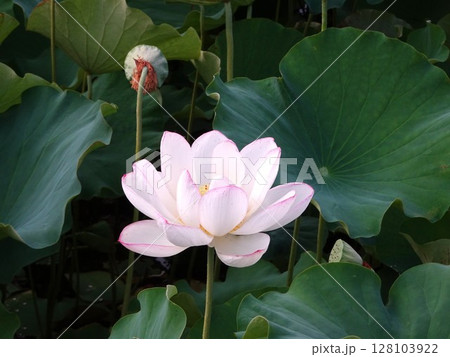 7月の蓮 7月の蓮 128103922