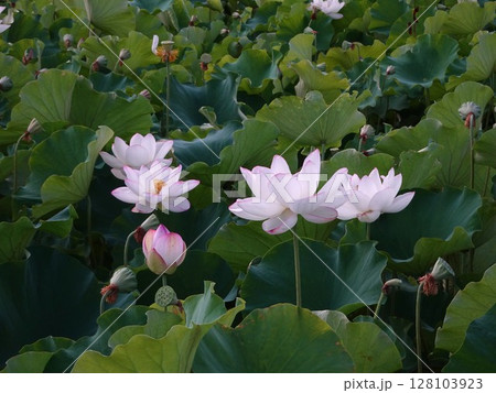 7月の蓮 128103923