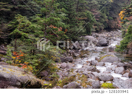 屋久島ヤクスギランド　色づく荒川渓谷(秋 128103941
