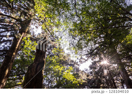 屋久島国立公園ヤクスギランド 木漏れ日の森(秋 屋久島国立公園ヤクスギランド 木漏れ日の森(秋 128104010