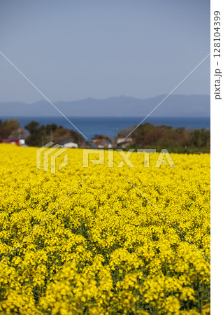 むつ湾と菜の花(青森県横浜町) むつ湾と菜の花(青森県横浜町) 128104399