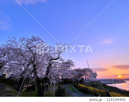 舘鼻公園の夕暮れ桜（青森県八戸市） 128104402