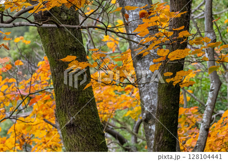 屋久島世界自然遺産　ヤクシマオナガカエデ(冬) 128104441