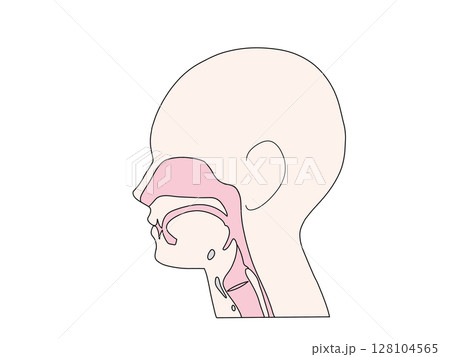 消化器の解剖生理 咽頭と喉頭 文字なし 消化器の解剖生理 咽頭と喉頭 文字なし 128104565