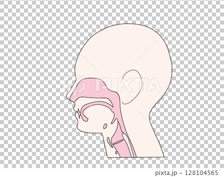 消化器の解剖生理 咽頭と喉頭 文字なし 消化器の解剖生理 咽頭と喉頭 文字なし 128104565