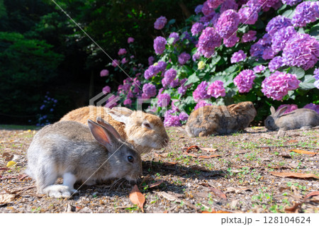 孫を連れてあじさいを見に来た大久野島のおじいちゃんうさぎ 孫を連れてあじさいを見に来た大久野島のおじいちゃんうさぎ 128104624