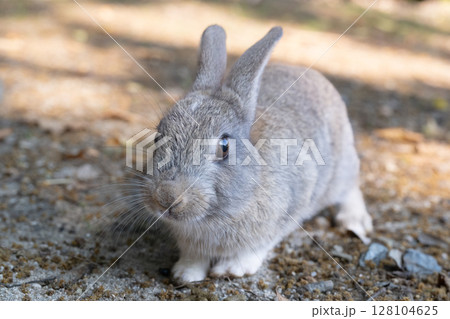 よちよち歩きな大久野島の子うさぎ 128104625