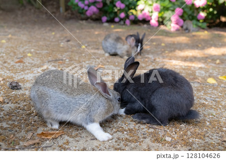 遊ぶ大久野島の子うさぎ 128104626