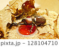 ゼリーを食べるカブトムシ 128104710