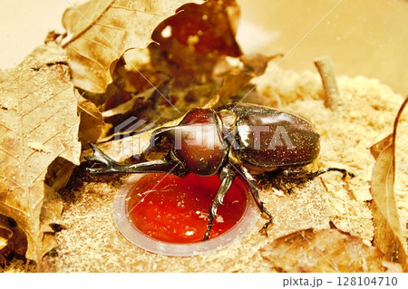 ゼリーを食べるカブトムシ 128104710