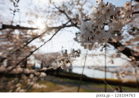 染井吉野8部咲（青森県舘鼻公園） 128104763