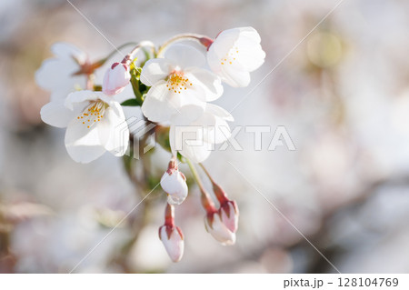 ソメイヨシノ8部咲（青森県八戸市） 128104769