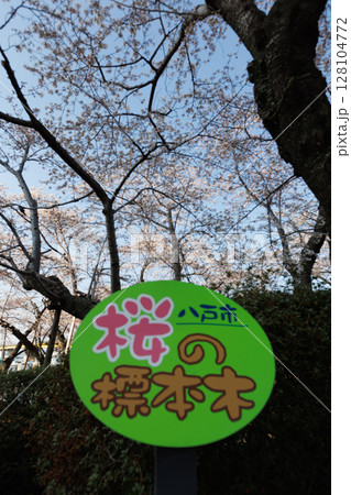 八戸市ソメイヨシノの標準木（舘鼻公園） 128104772