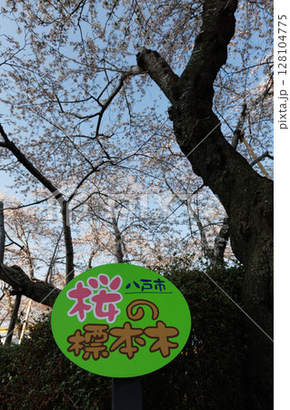 八戸市ソメイヨシノの標準木（舘鼻公園） 128104775