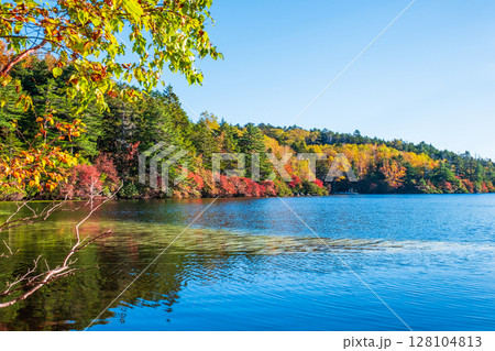 秋の白駒池 128104813